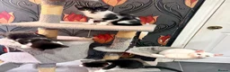 Mixed Breed cats for sale: Kittens for sale - Advert 4