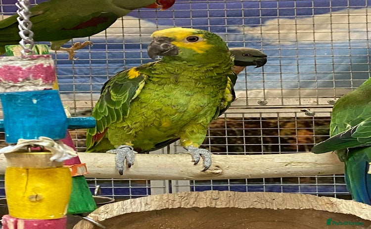 Parrots birds - Advert 3