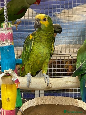 Parrots birds - Advert 3