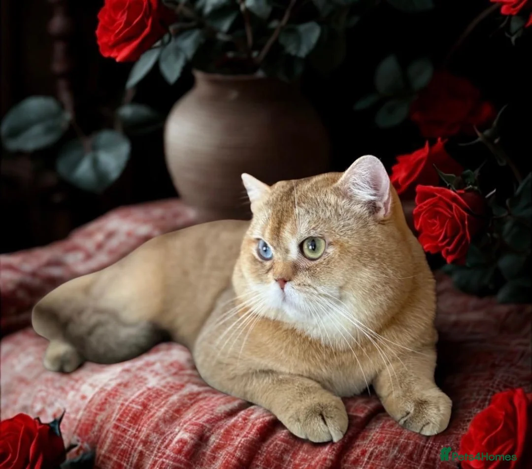 British Longhair cats for sale: Top quality BLH kittens new lines! in Rushden - Advert 19