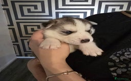 Siberian Husky dogs for sale: Siberian Husky Puppies - Image 2