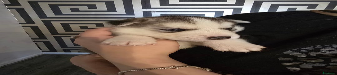 Siberian Husky Puppy 6