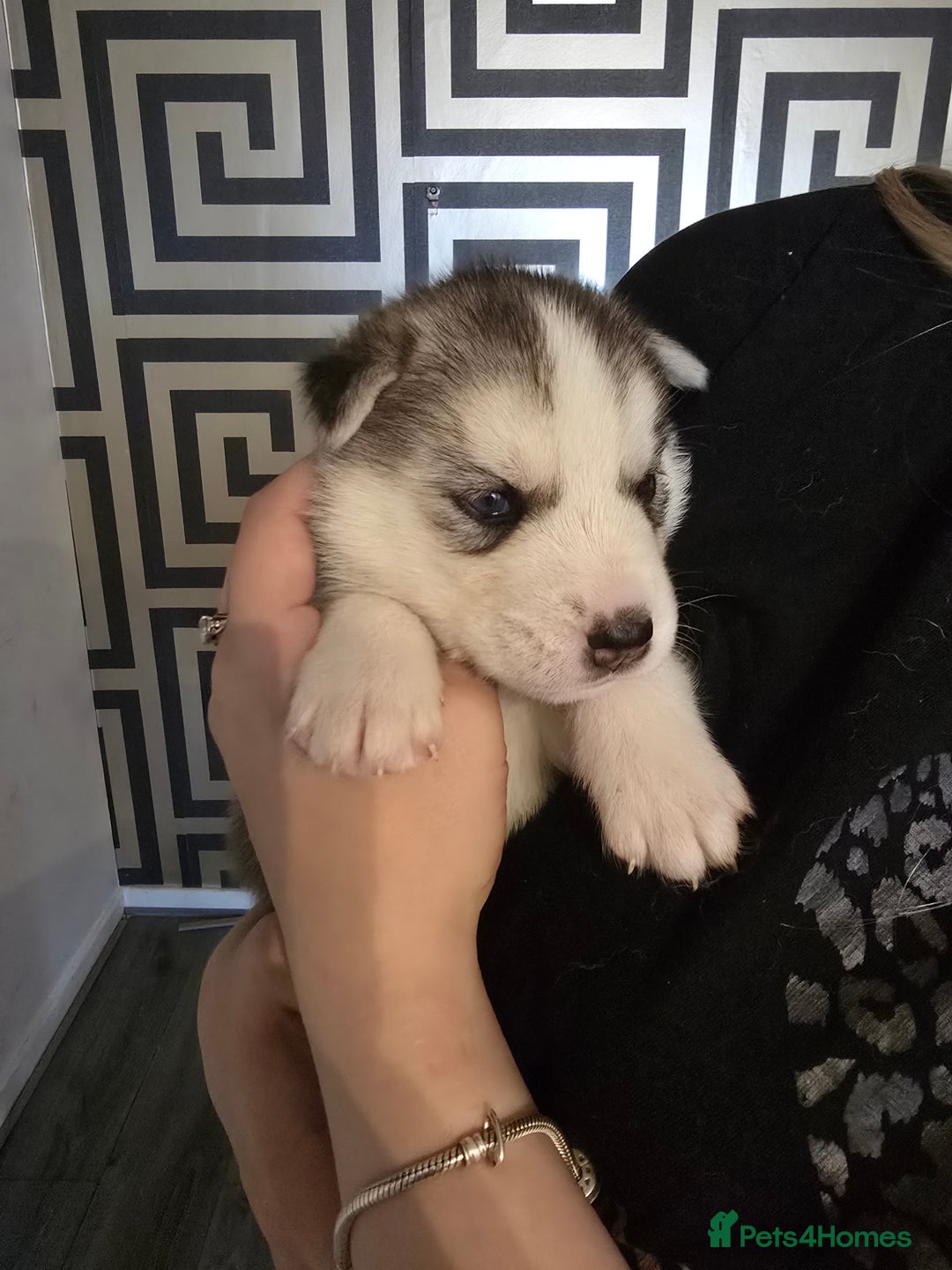 Siberian Husky dogs for sale: Siberian Husky Puppies - Image 2