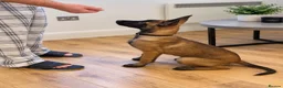Belgian Shepherd Dog dogs for sale: Dutch Shepherd – Exceptional Pedigree in Norwich - Advert 3