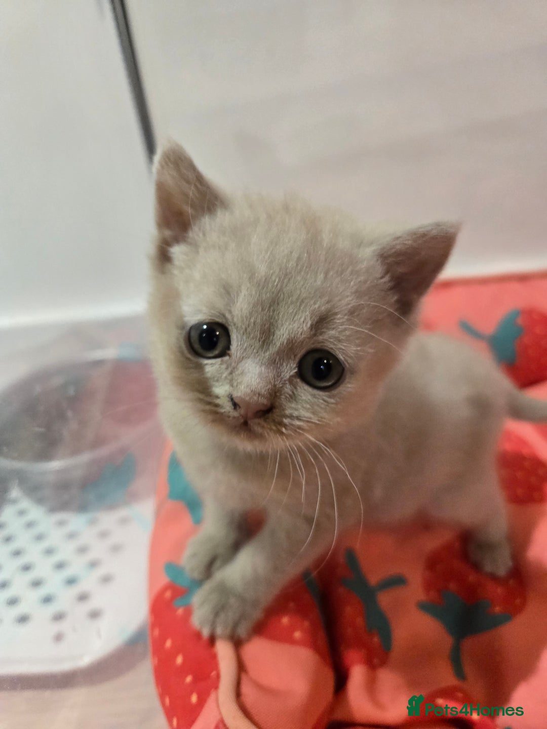 British Shorthair cats for sale: RARE Fawn British Shorthair Kitten £1000 - Advert 5