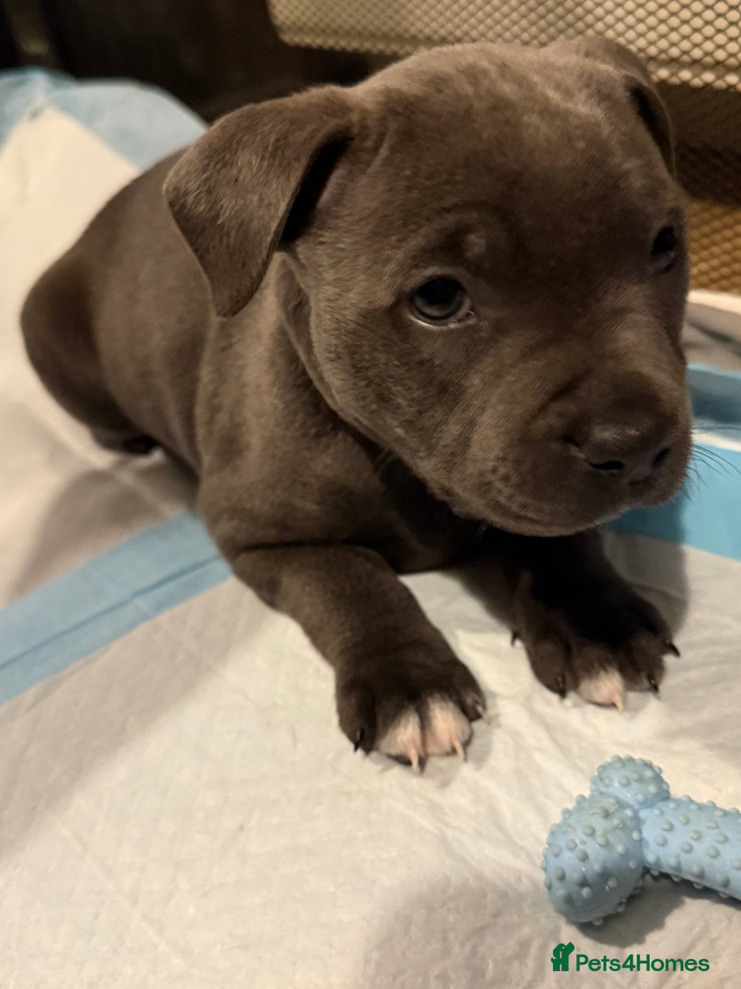 Staffordshire Bull Terrier dogs for sale: KC Registered Exceptional Blue Staffies - Advert 18