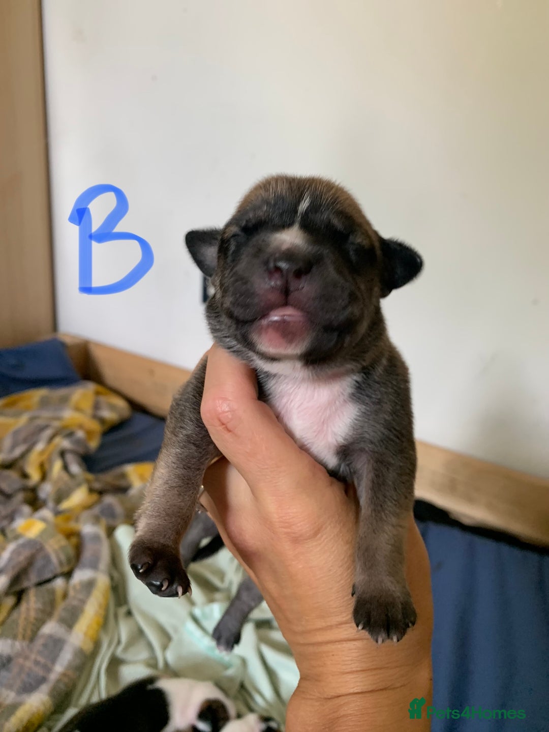 Staffordshire Bull Terrier dogs for sale: Staffordshire Bull Terrier puppies  - Image 1