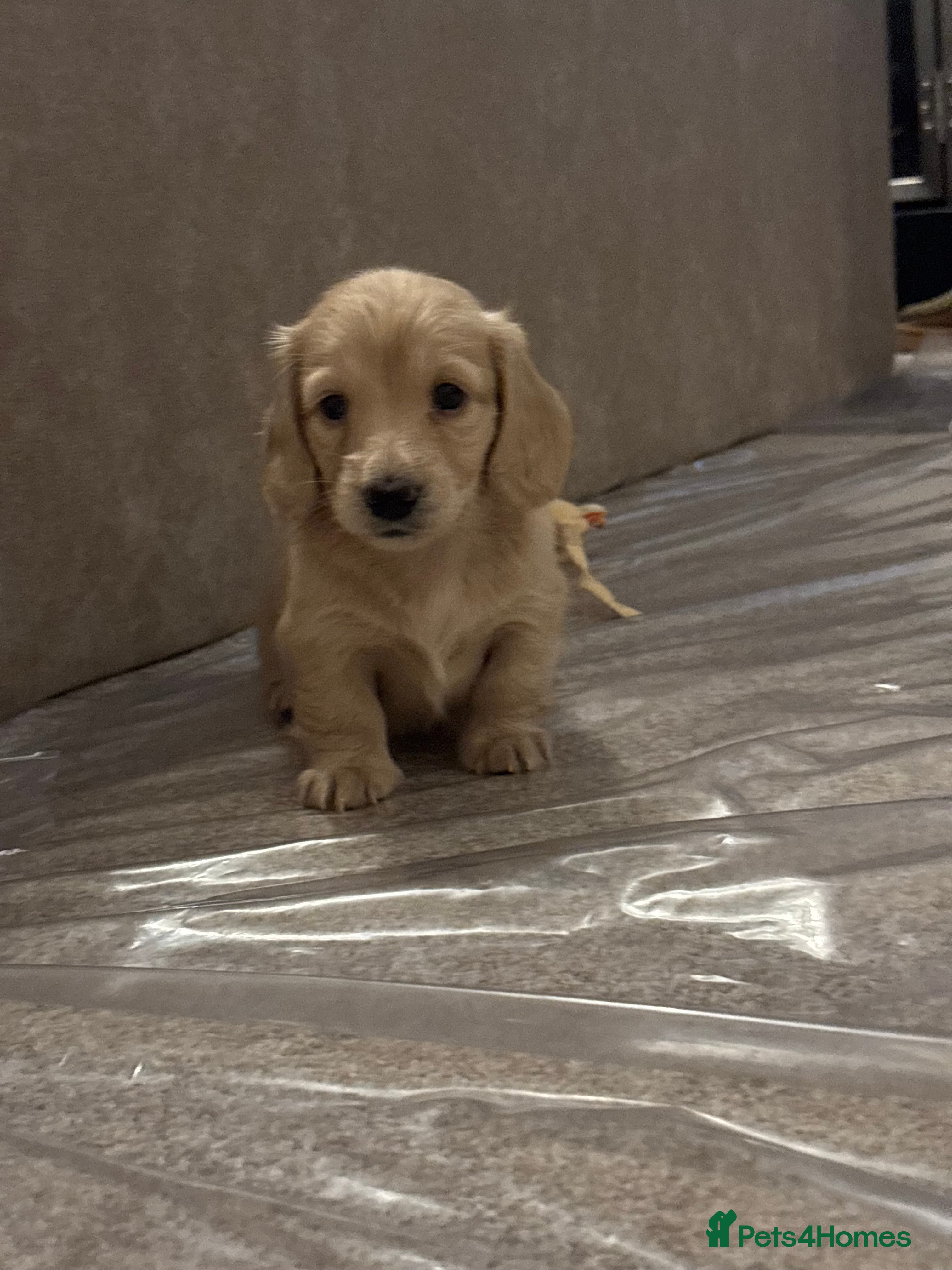 Miniature Dachshund dogs English cream longhair miniature daschound  - Advert 10