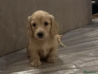 Miniature Dachshund dogs English cream longhair miniature daschound - Advert 10