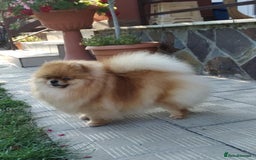 Pomeranian dogs for sale: STANN in Bradford - Image 11