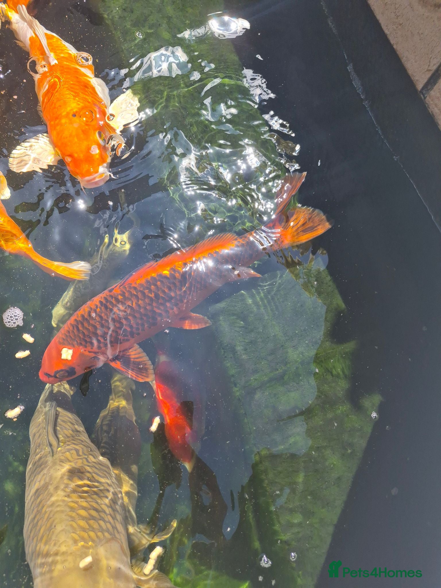Koi Carp fish Koi Carp - Several varieties  - Advert 2