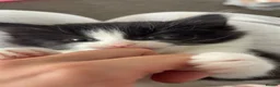 Siberian cats for sale: 4 beautiful fluffy Siberian mixes  in Sale - Advert 11