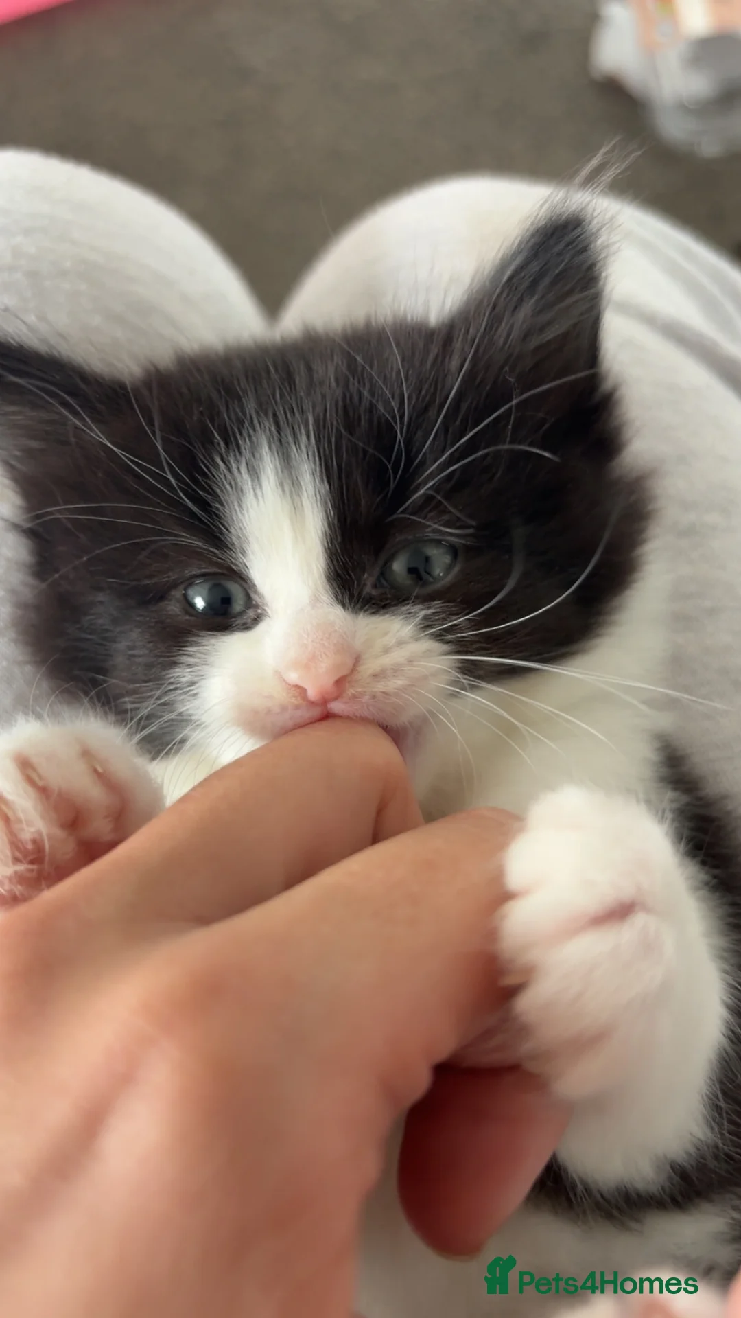 Siberian cats for sale: 4 beautiful fluffy Siberian mixes  in Sale - Advert 11