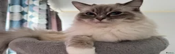 Ragdoll cats for sale: Adorable ragdoll for sale in London - Advert 3