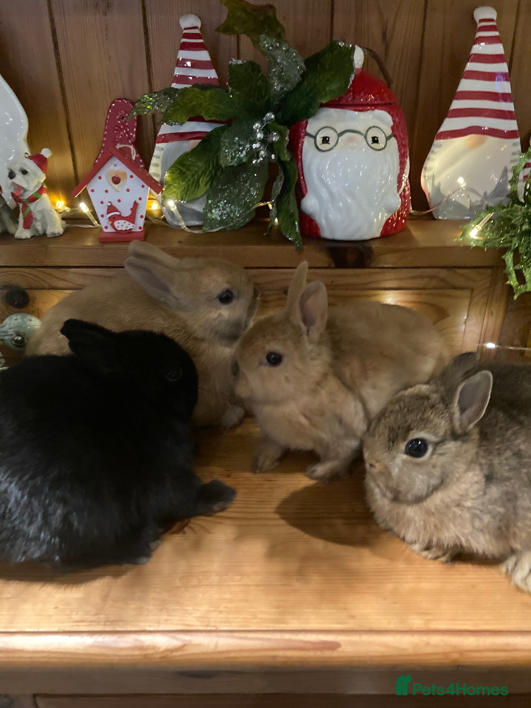 Netherland Dwarf rabbits for sale: Pure bred Netherland Dwarf Rabbits - Advert 4
