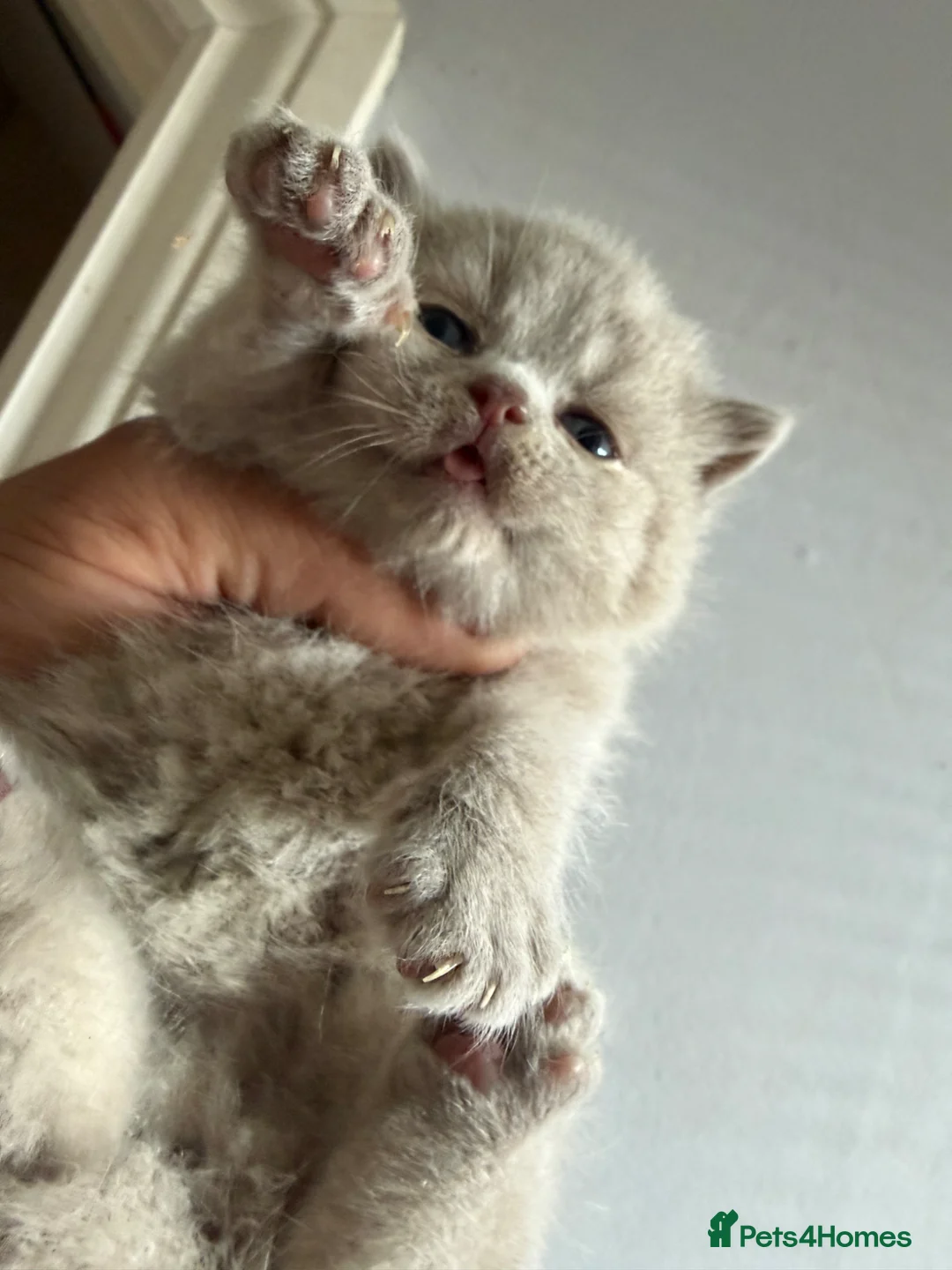 British Shorthair cats for sale: Kitens will be ready for 17 June  - Advert 1
