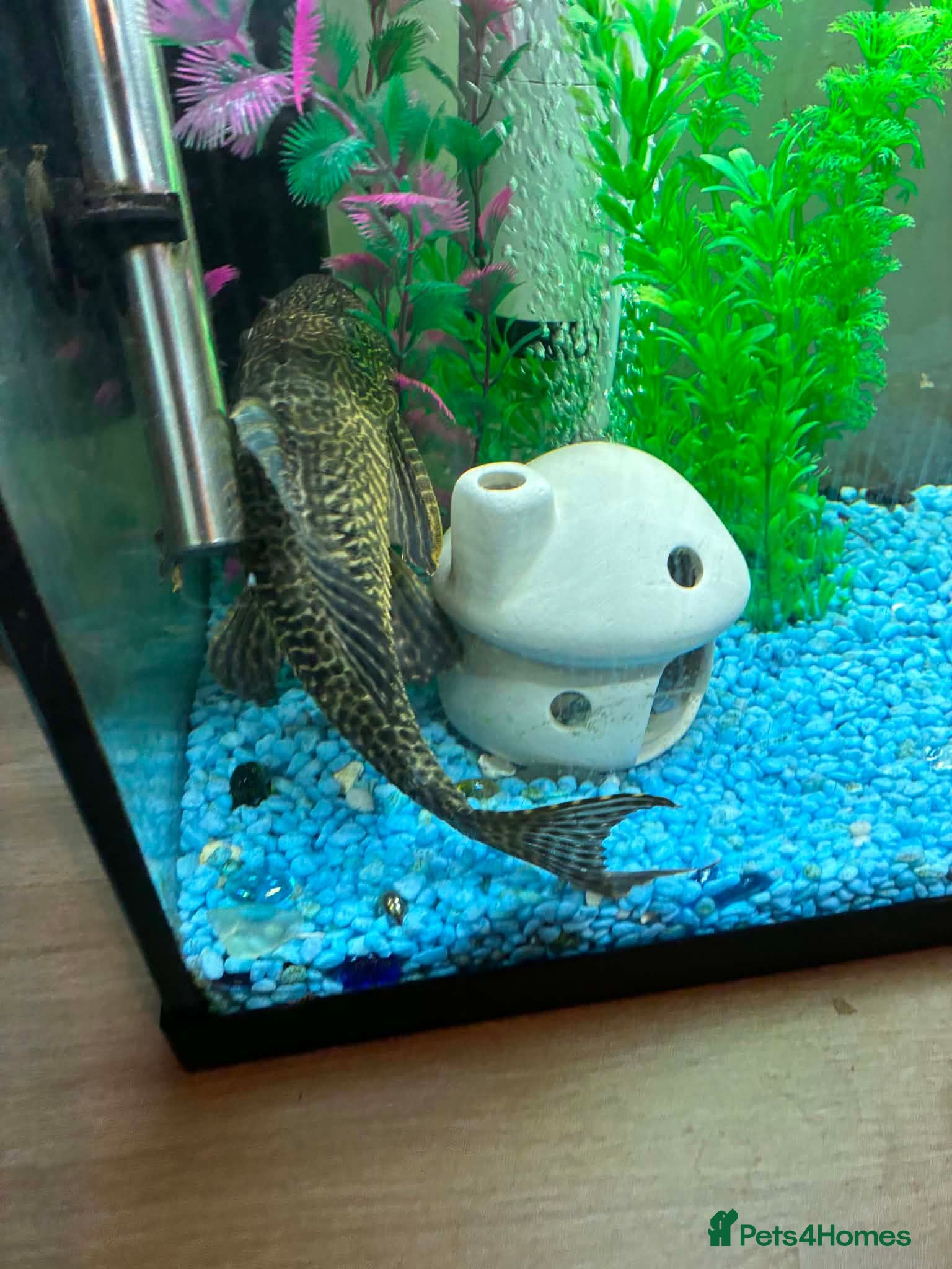 Plecos fish Common Pleco - Advert 2