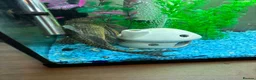 Plecos fish for sale: Common Pleco in Langport - Advert 2