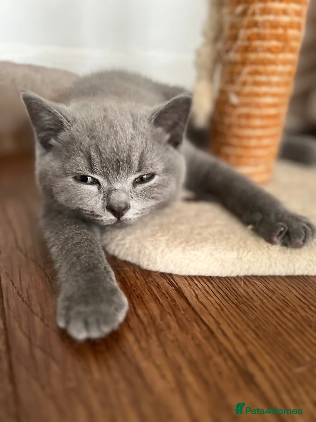 British Shorthair cats for sale: 2 British Shorthair Kittens vaccinated&microc - Advert 1