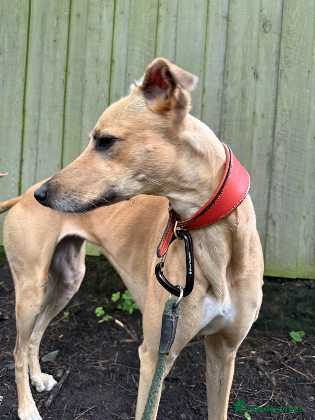 Mixed Breed dogs for sale: Lille  - Image 6