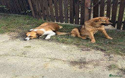 Mixed Breed dogs for adoption: BENNY - a faithful dog for a Loving Home - Image 8