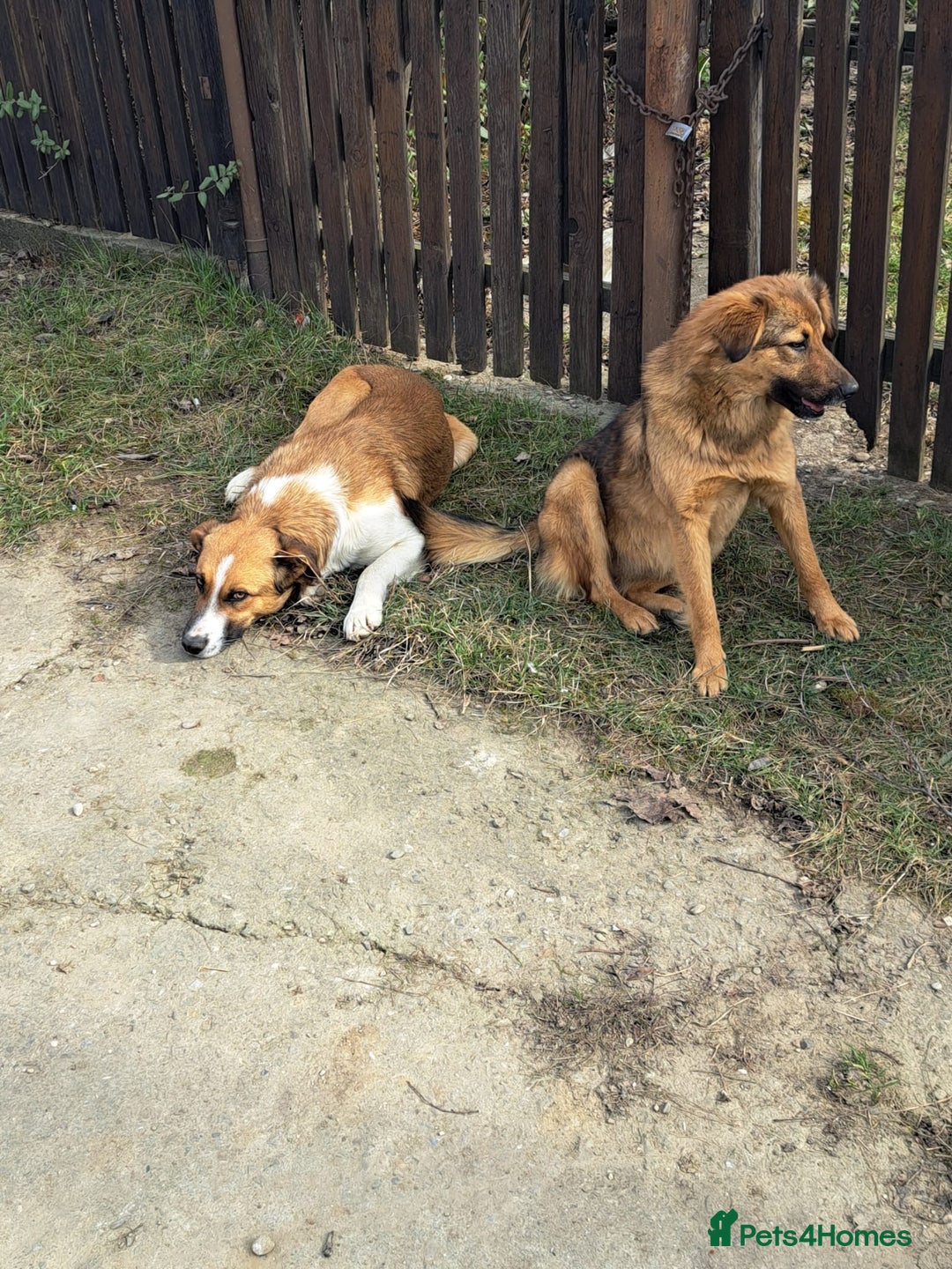 Mixed Breed dogs for adoption: BENNY - a faithful dog for a Loving Home - Image 8