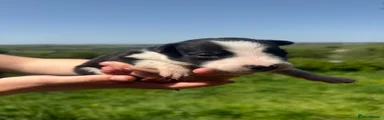 Border Collie Puppy 1