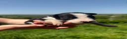Border Collie dogs for sale: 6 Beautiful Border Collie Puppies - Advert 14
