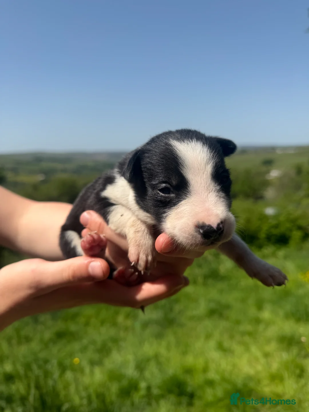 Border Collie dogs for sale: 6 Beautiful Border Collie Puppies - Advert 14