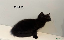 Domestic Shorthair cats for sale: 2 female kittens READY NOW!!! - Image 7