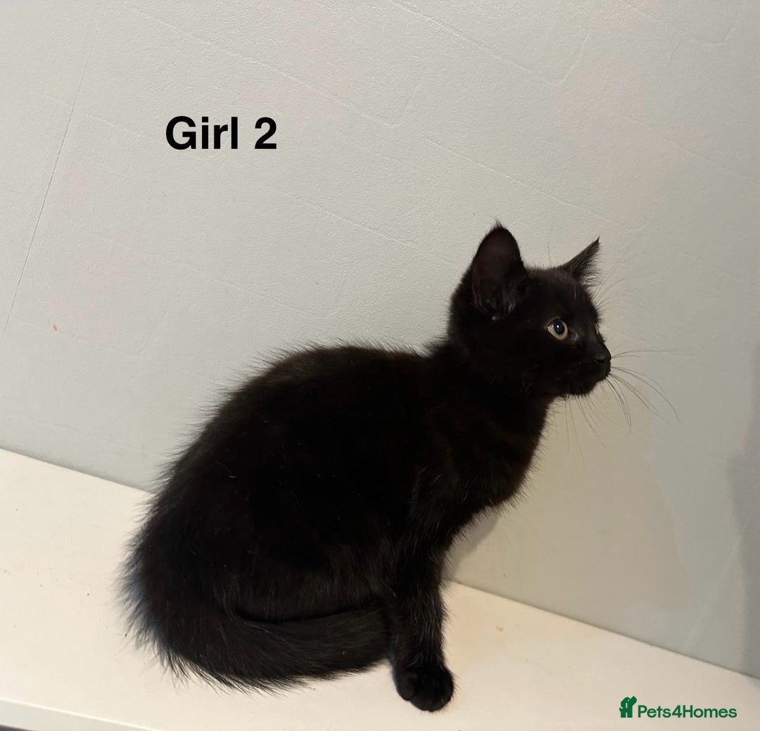 Domestic Shorthair cats for sale: 2 female kittens READY NOW!!! - Image 7