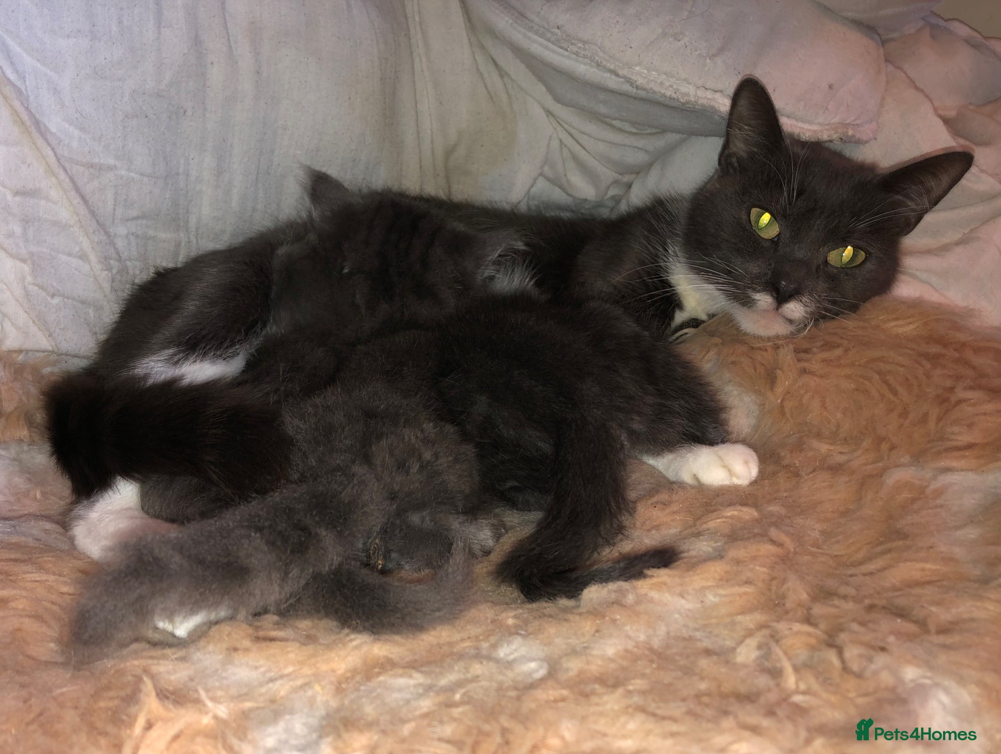 Mixed Breed cats for sale: Stunning Birman/Russian Blue Cross - Advert 1