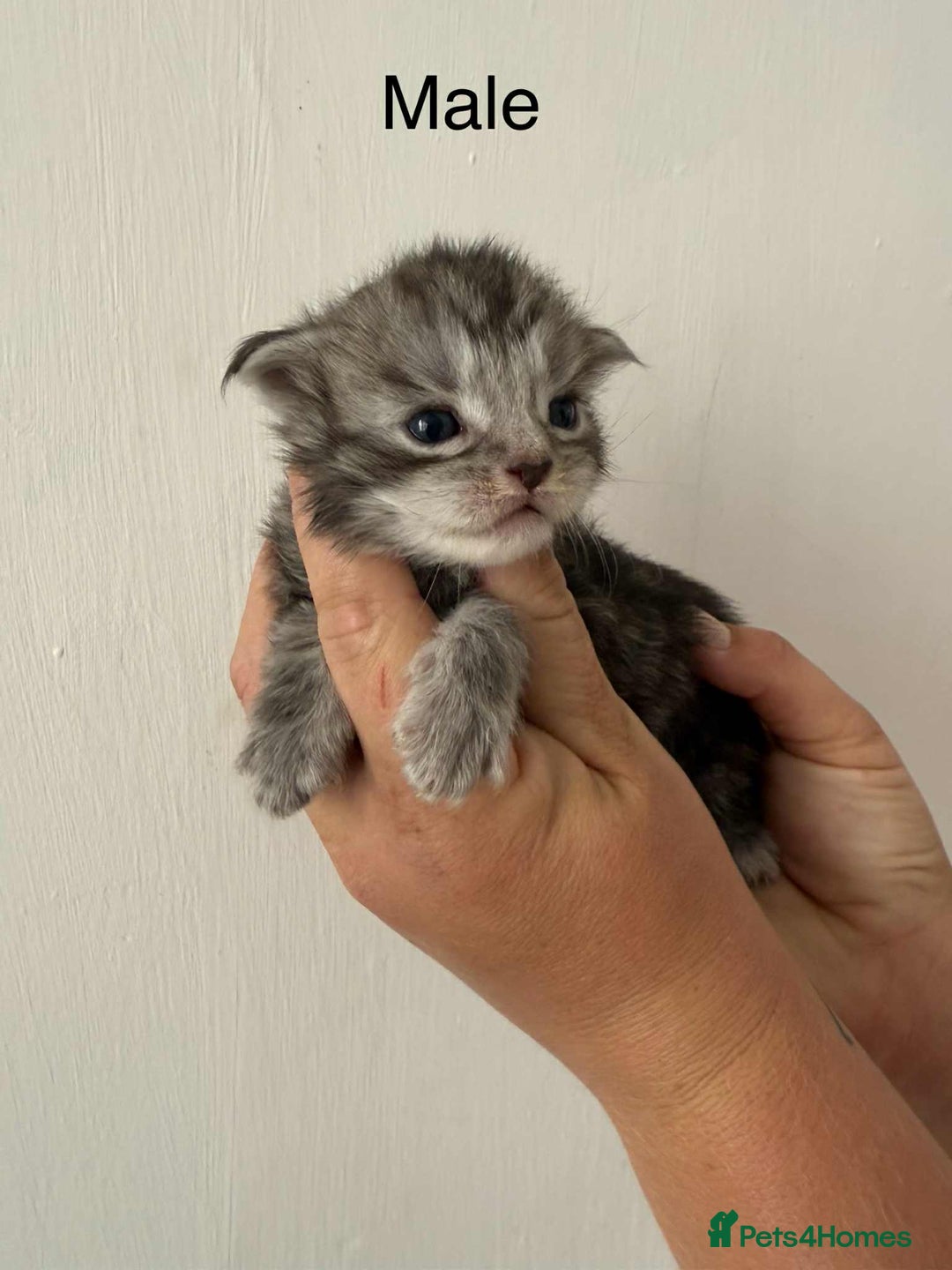 Maine Coon cats for sale: TICA registered large Maine Coon kittens - Image 16