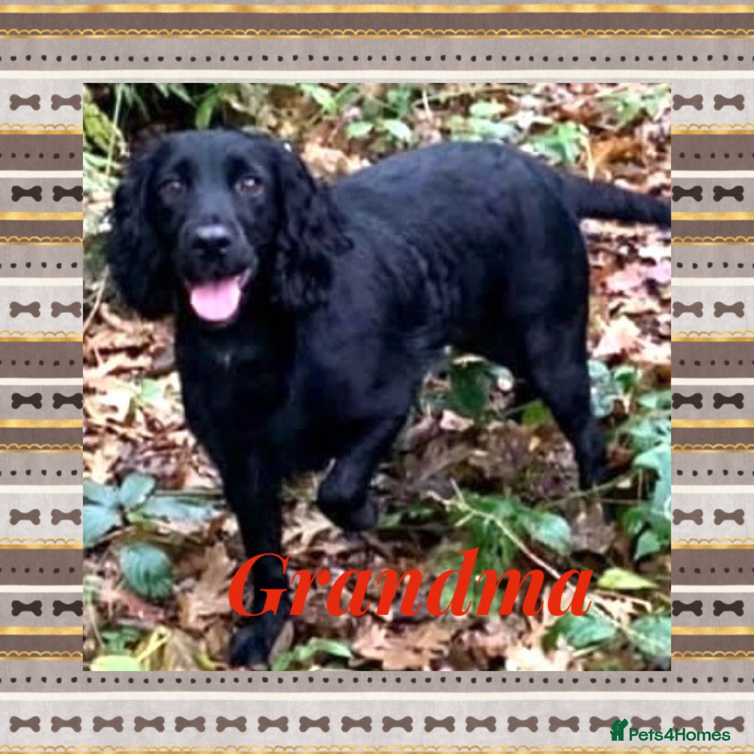 Cocker Spaniel dogs for sale: Cocker spaniel pups  - Advert 5