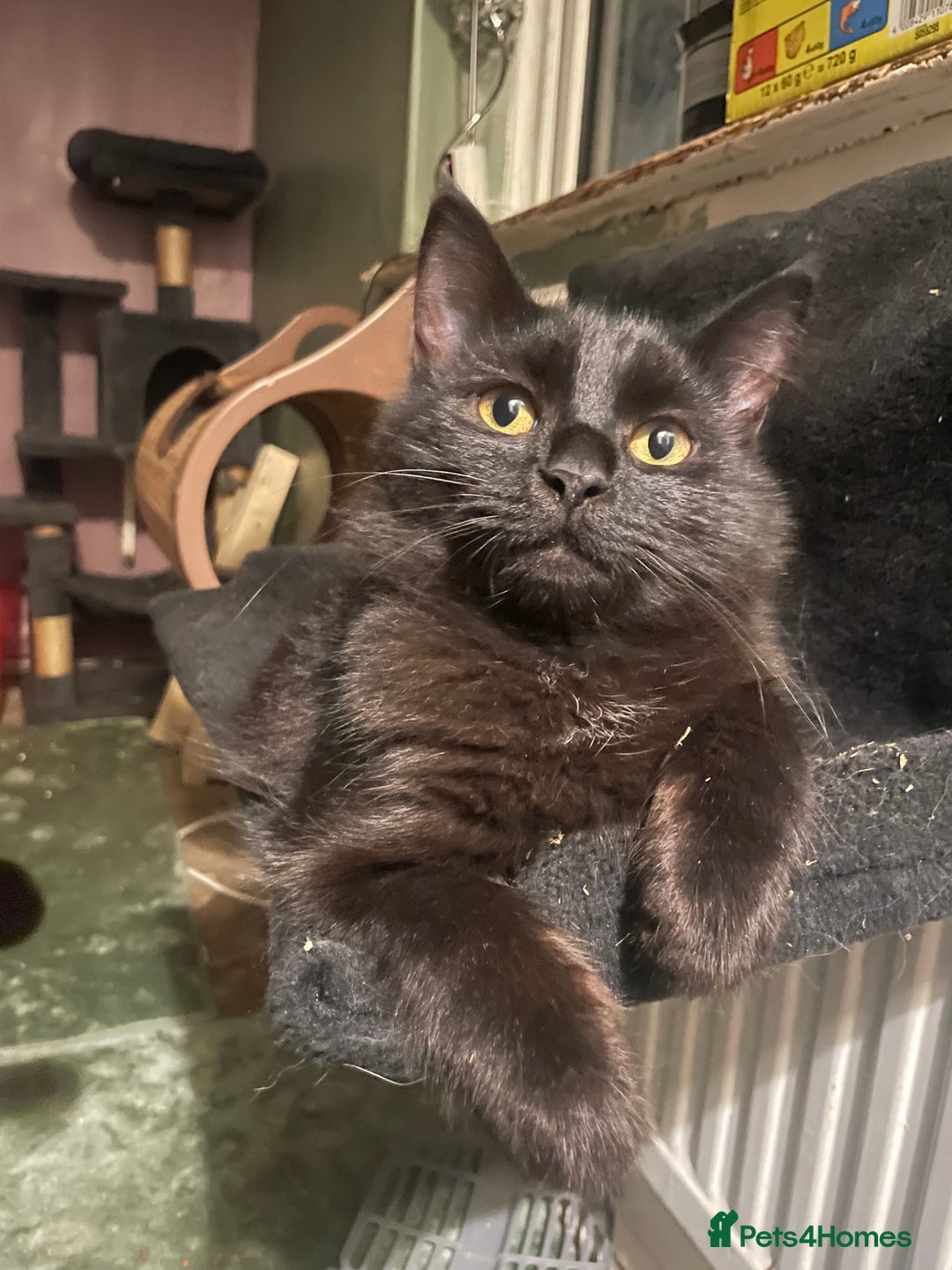 Mixed Breed cats for sale: Loving cat looking for new home - Advert 1