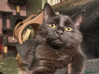 Mixed Breed cats Loving cat looking for new home - Advert 1