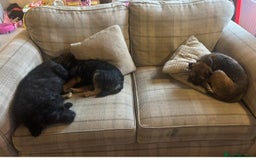 Patterdale Terrier dogs for sale: Stunning litter of patterdale puppies  - Image 10