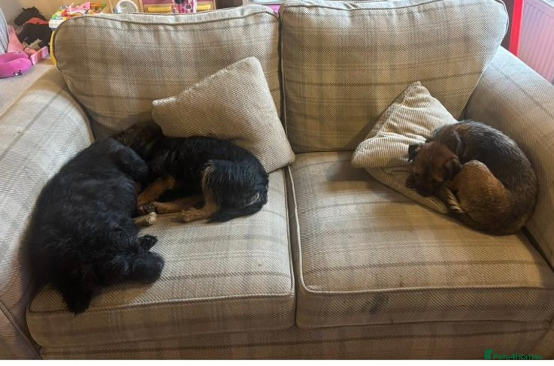 Patterdale Terrier dogs for sale: Stunning litter of patterdale puppies  - Image 10