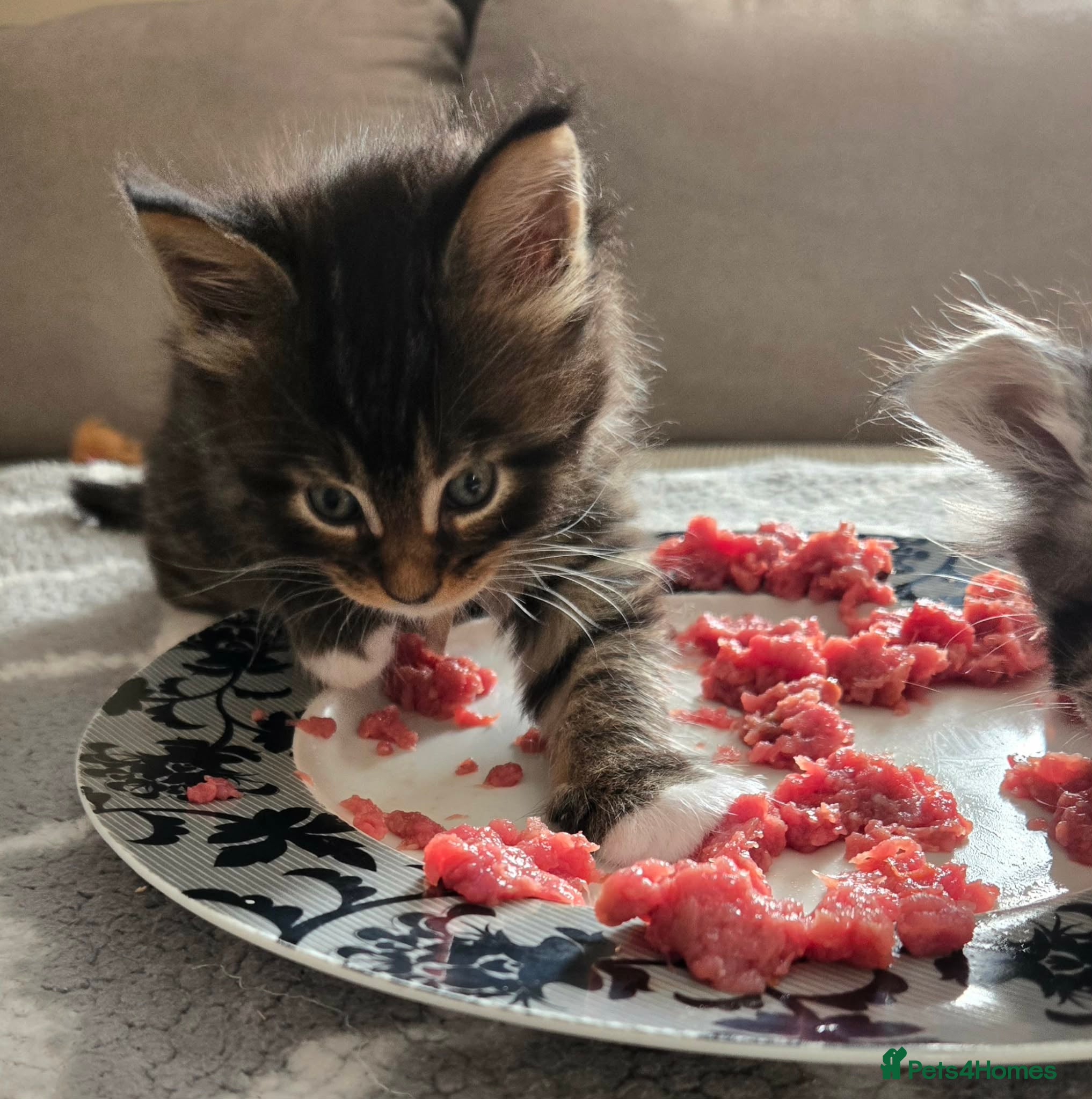 Maine Coon cats 3 Maine Coon kittens. - Advert 18