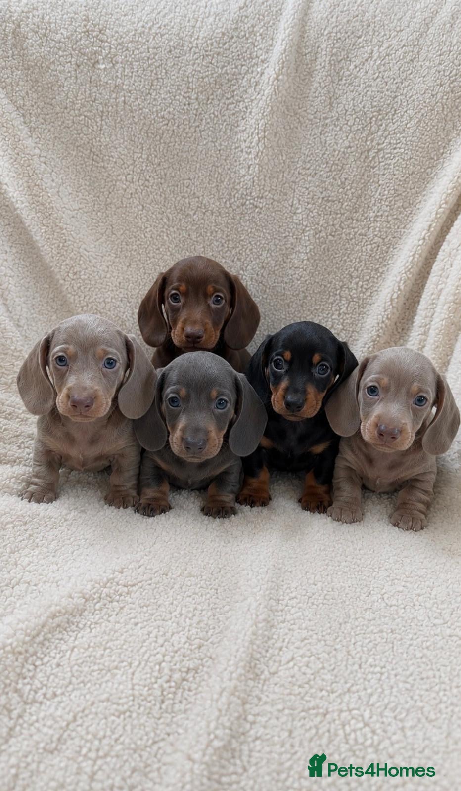 Miniature Dachshund dogs 🐾 Beautiful Mini Dachshund Puppies 🐾 - Advert 3