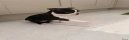 Boston Terrier dogs for sale: KC Registered Boston Terriers ready now in Chesterfield - Advert 2