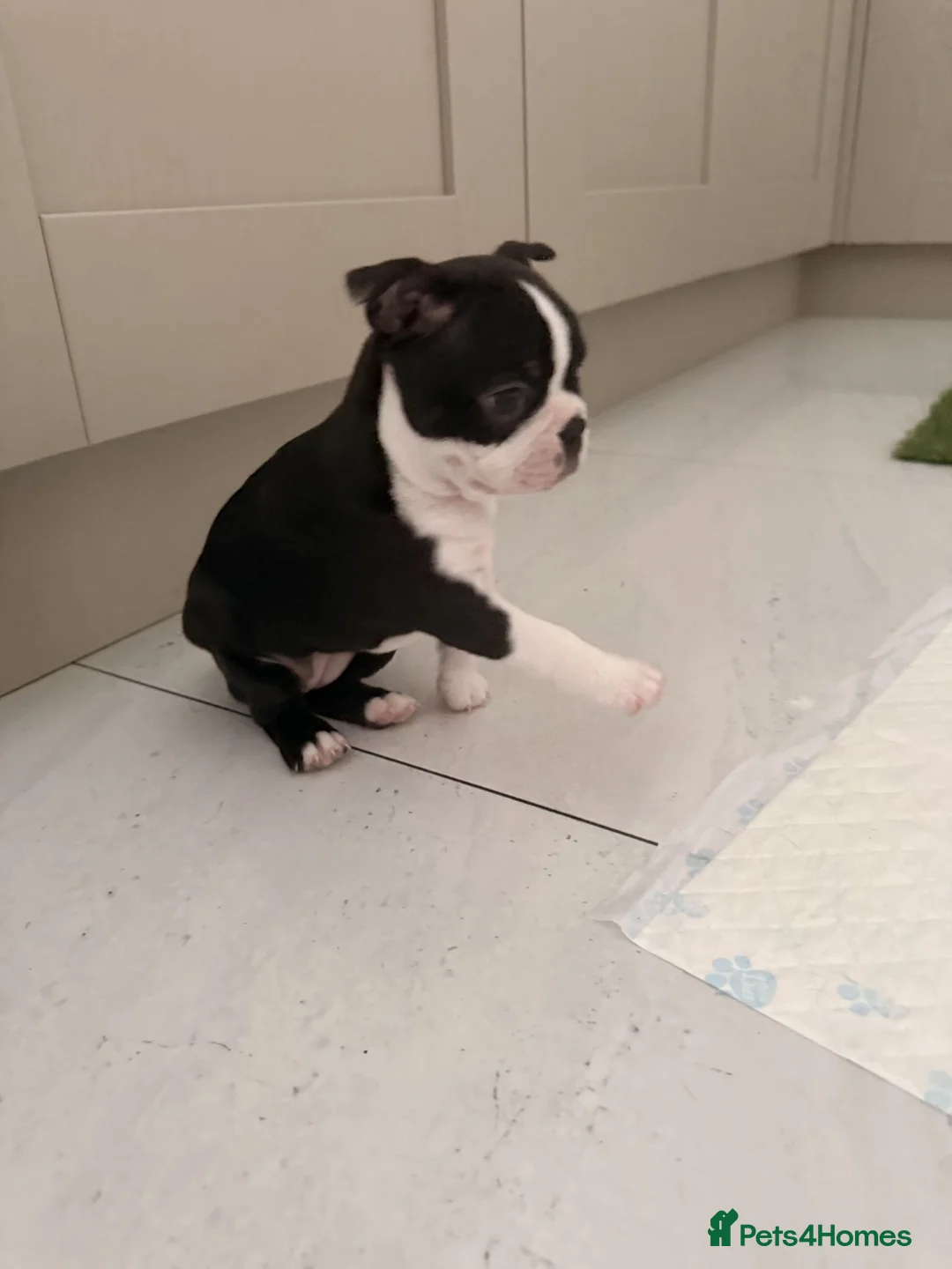 Boston Terrier dogs for sale: KC Registered Boston Terriers ready now in Chesterfield - Advert 2