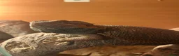 Bearded Dragon reptiles for sale: Stunning red bearded dragon with enclosure - Advert 3