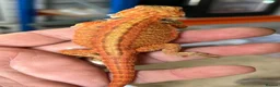 Bearded Dragon reptiles for sale: Red hypo trans Genetic Stripe Bearded Dragons - Advert 5