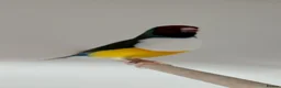 Finches birds for sale: Breeding pair Gouldian FINCHES!!!! - Advert 3