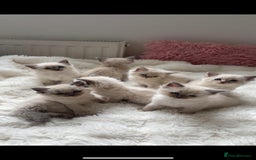 Ragdoll cats for sale: ✨ Blue pointed Ragdoll Kittens – Ready Soon ✨ - Image 4