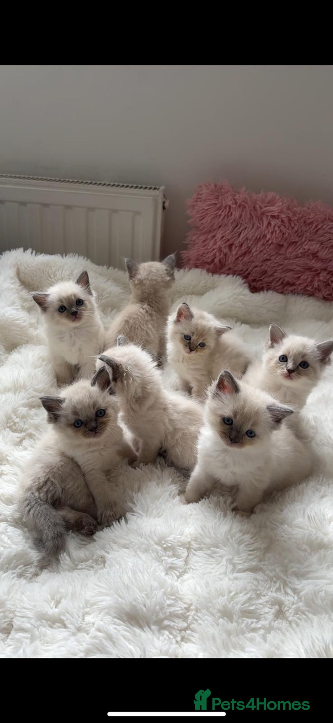 Ragdoll cats for sale: ✨ Blue pointed Ragdoll Kittens – Ready Soon ✨ - Image 4