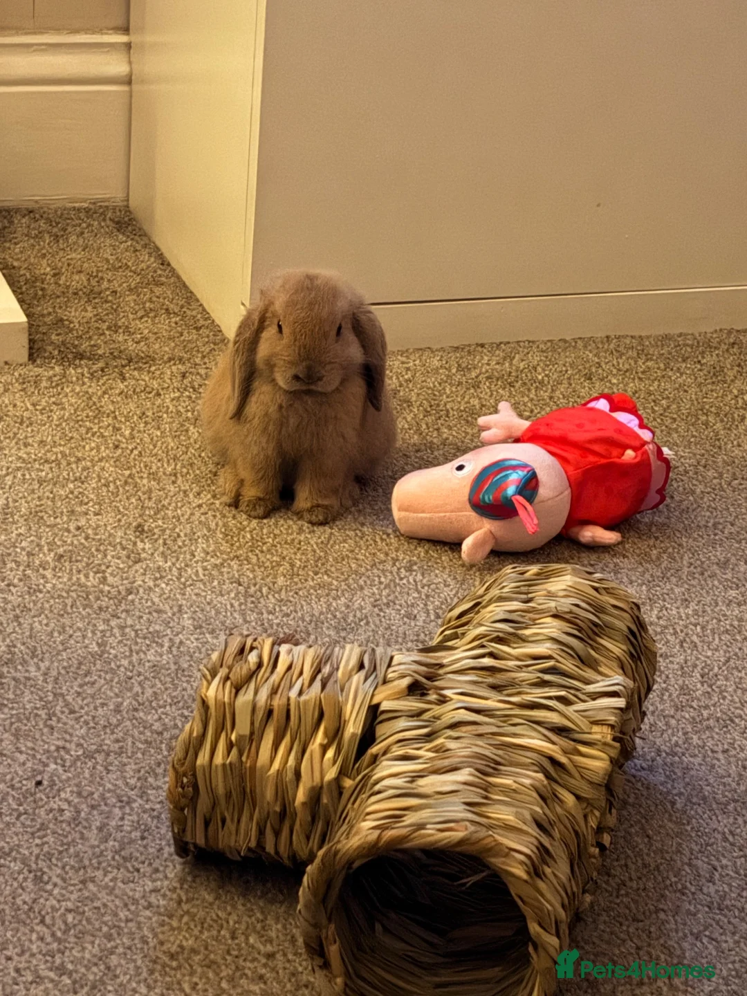 Mini Lop rabbits for sale: Mini Lop 10 weeks old looking for new home.  - Advert 2