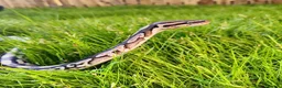 Snake reptiles for sale: Ball python full setup  - Advert 2