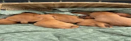 Hungarian Vizsla dogs for sale: 🐶Adorable KC Vizsla Puppies heart 💗🩵 in Machynlleth - Advert 25
